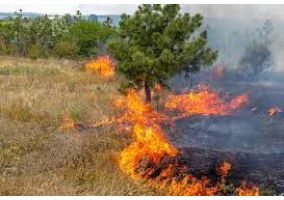 Ampliar información de Medidas extraordinarias para la prevención de incendios forestales