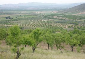 Ampliar información de Entrega provisional de las nuevas fincas del proceso de Concentración parcelaria de Mabad-Bustarrío