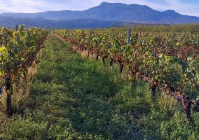 Ampliar información de La Rioja acoge la primera Jornada de Campo del convenio de formación sobre Eco-Regímenes del MAPA y la AEACSV, que será sobre “Manejo de cubiertas vegetales en Viñedo”