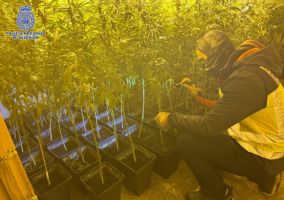 Ampliar información de Policía Local de Arnedo participa en una operación para desmantelar una plantación ilegal de marihuana con 300 plantas para ser vendidas en estas fiestas navideñas 